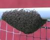 Y en medio de las redes, miles de abejas
